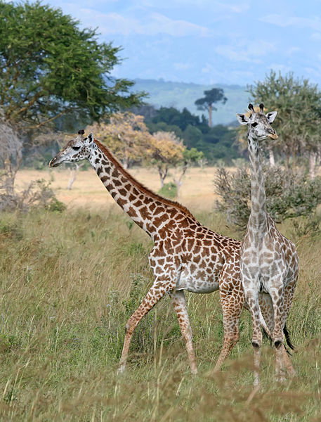 Giraffes_Mikumi_National_Park